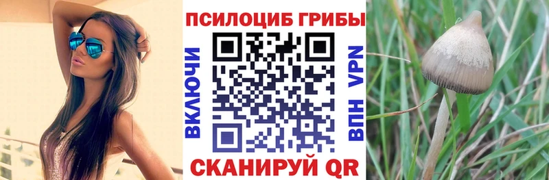 где можно купить   Сафоново  Псилоцибиновые грибы Magic Shrooms 